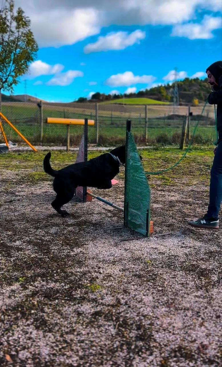 Pastor alemán negro saltando un obstáculo de agility