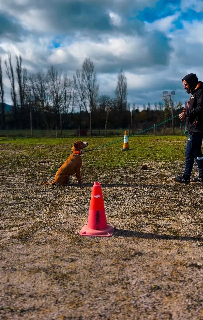 Perro en posición de quieto entre conos durante una sesión