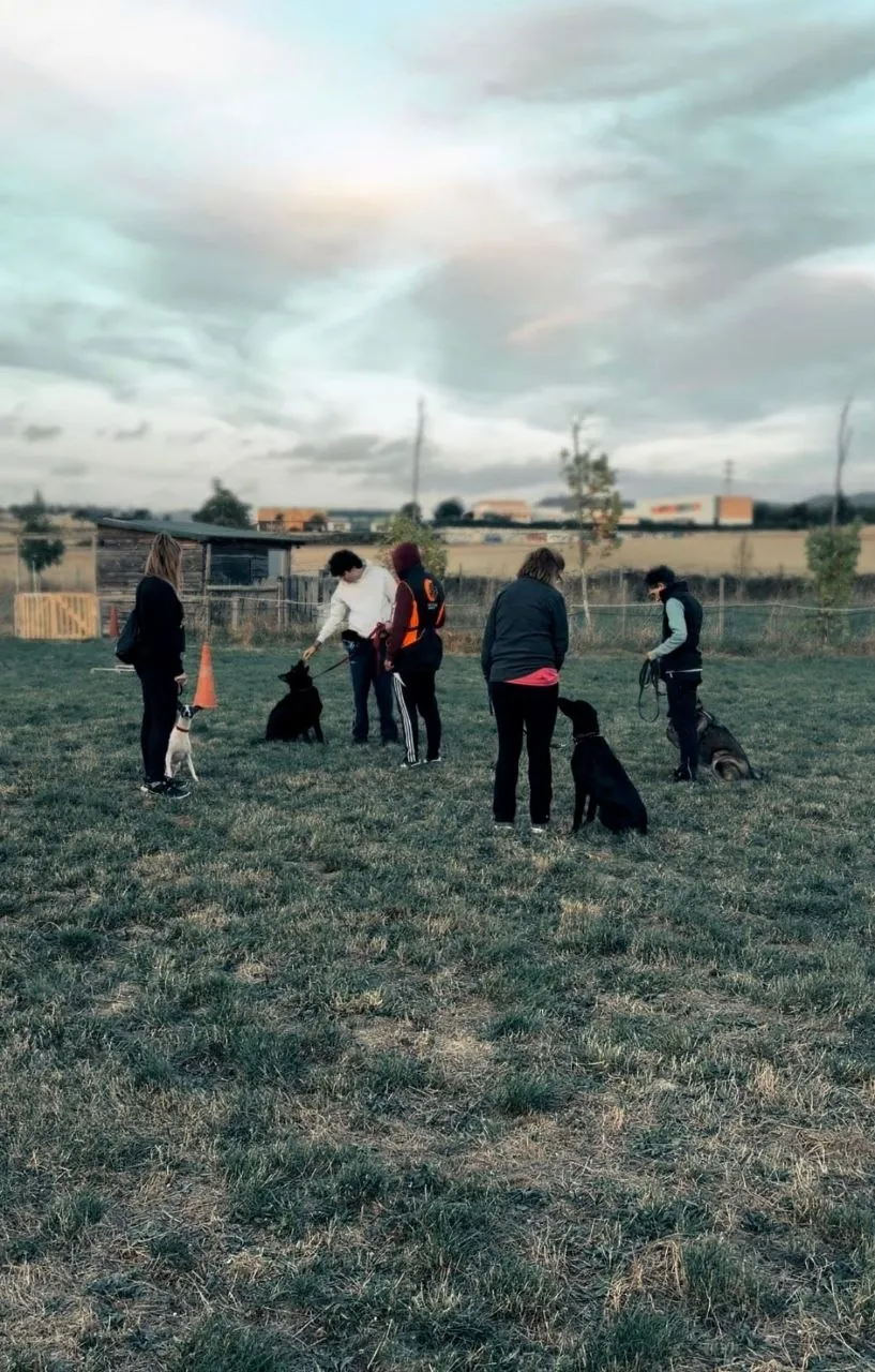 Clase de obediencia grupal al atardecer en Irulegui
