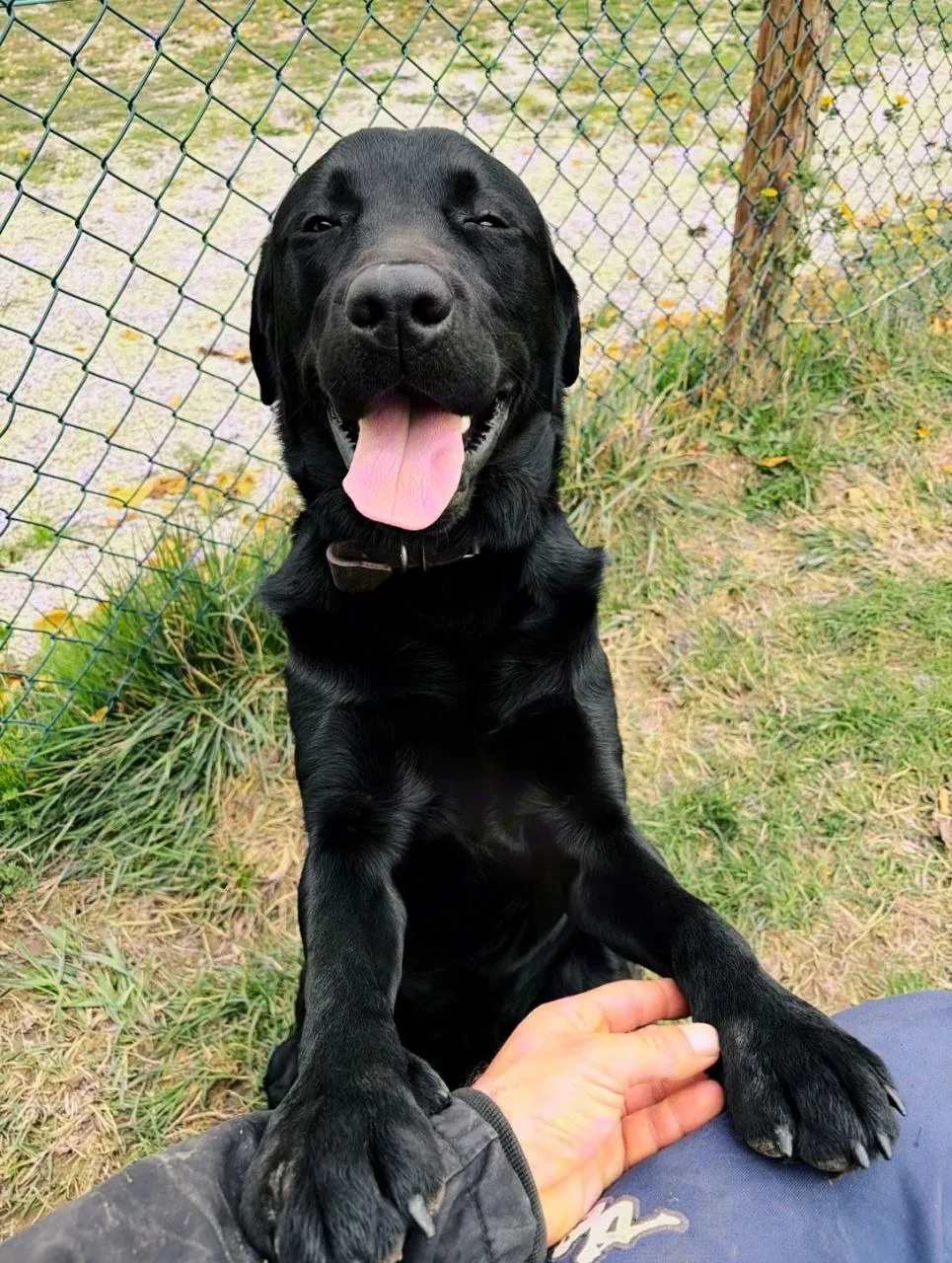 Labrador negro saludando con la pata