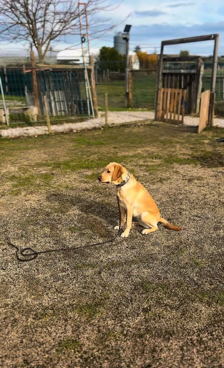 Labrador rubio sentado a la espera de la siguiente orden